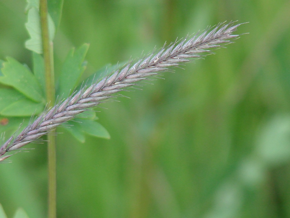 Image of Hordeum brevisubulatum specimen.