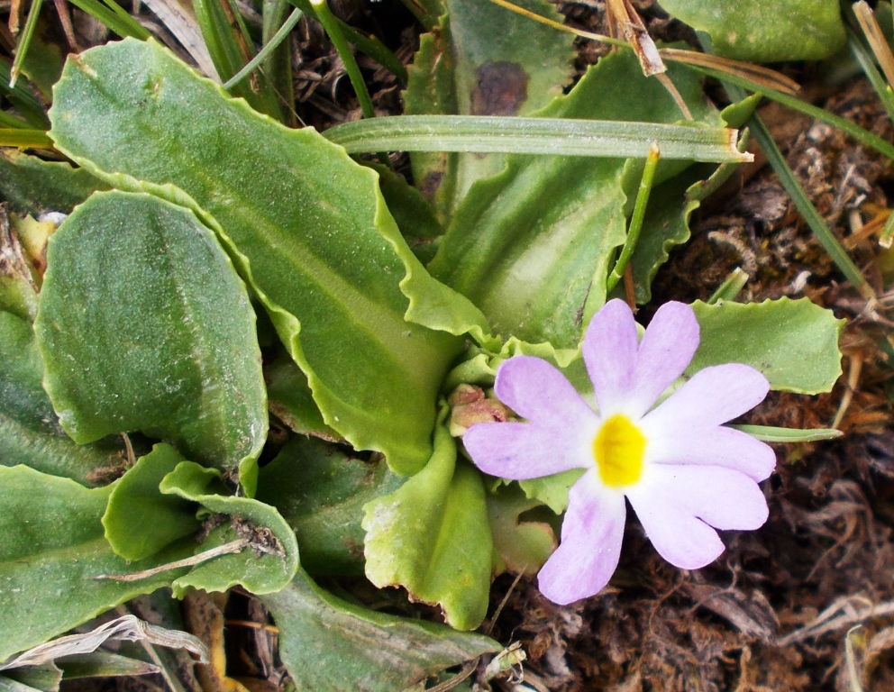 Изображение особи Primula warshenewskiana.