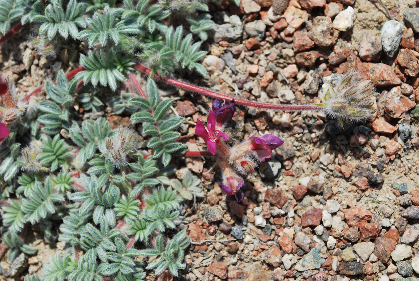 Изображение особи Oxytropis gymnogyne.