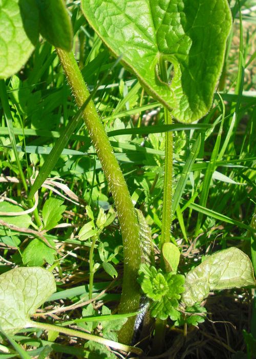 Image of Brunnera sibirica specimen.