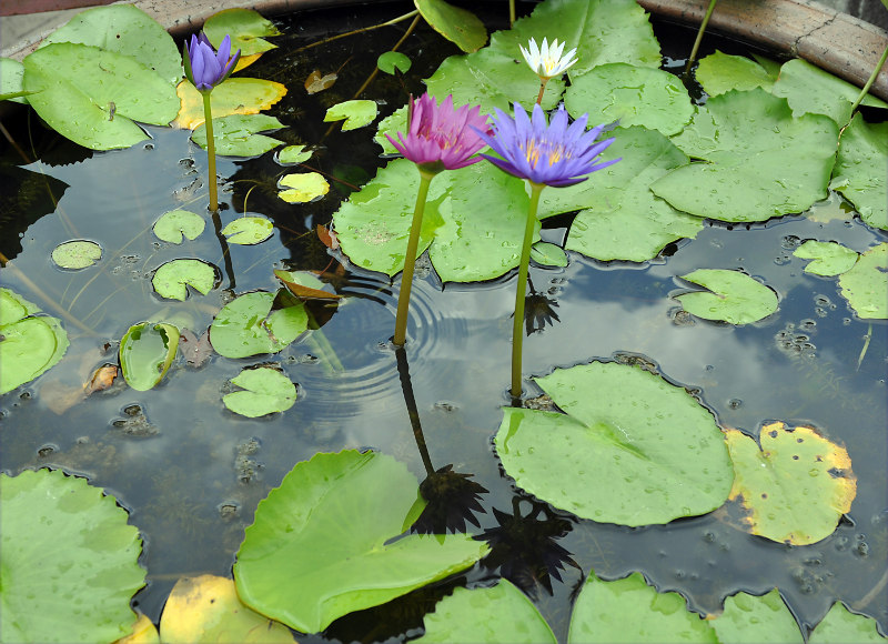 Изображение особи Nymphaea nouchali var. caerulea.