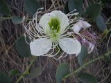 Capparis herbacea. Распустившийся и увядший цветки. Южный Берег Крыма, городской округ Судак, гора Перчем. 05.10.2011.