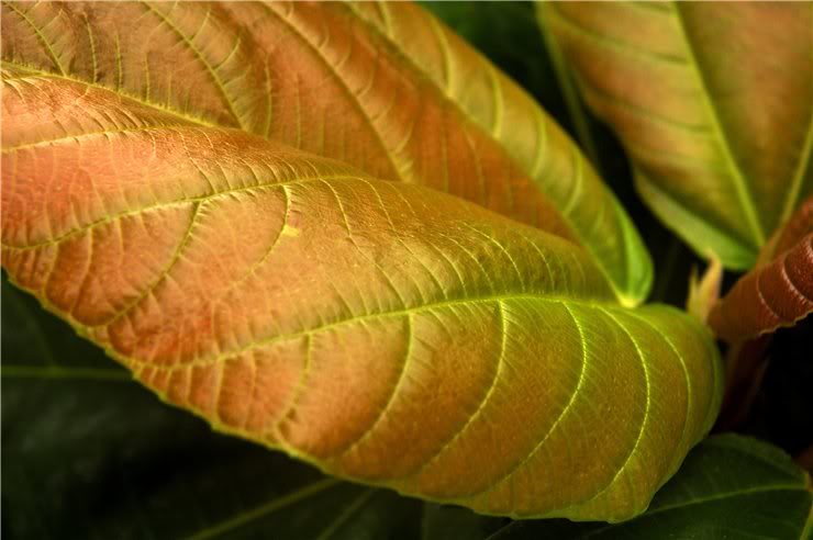 Image of Ficus auriculata specimen.