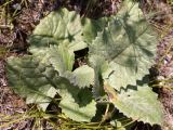 Ligularia narynensis. Прикорневые листья. Кыргызстан, Нарынская обл., правый берег р. Нарын, I надпойменная терраса ниже с. Ак-Булун. 05.07.2015.