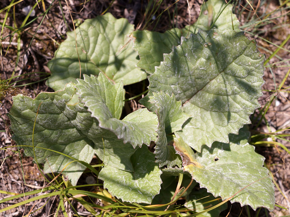 Изображение особи Ligularia narynensis.