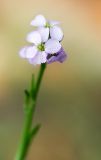 Cakile euxina