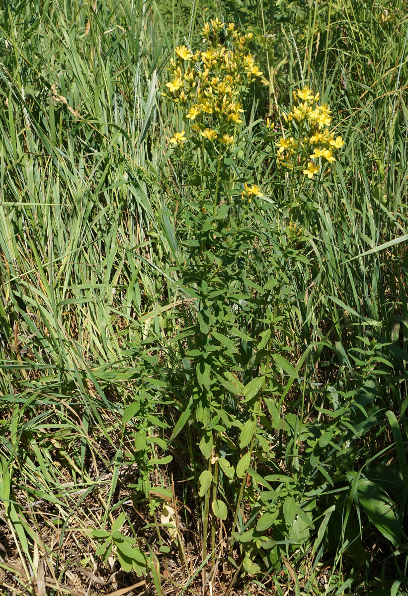 Изображение особи Hypericum hirsutum.