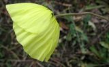 genus Papaver