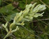 Oxytropis hippolyti. Соцветие с сидящим клопом(?). Татарстан, Ютазинский р-н, остепнённый склон. 11.07.2015.