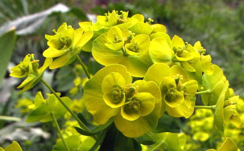 Изображение особи Euphorbia cyparissias.