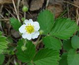 Fragaria orientalis. Верхушка растения с цветком и бутонами. Якутия (Саха), южные окр. г. Якутска, тайга. 11.06.2012.