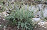 Oxytropis bargusinensis