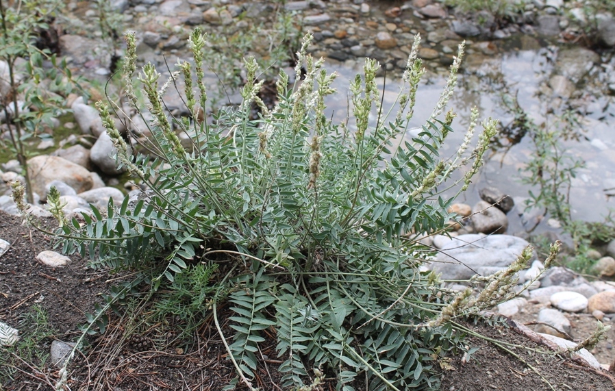 Изображение особи Oxytropis bargusinensis.