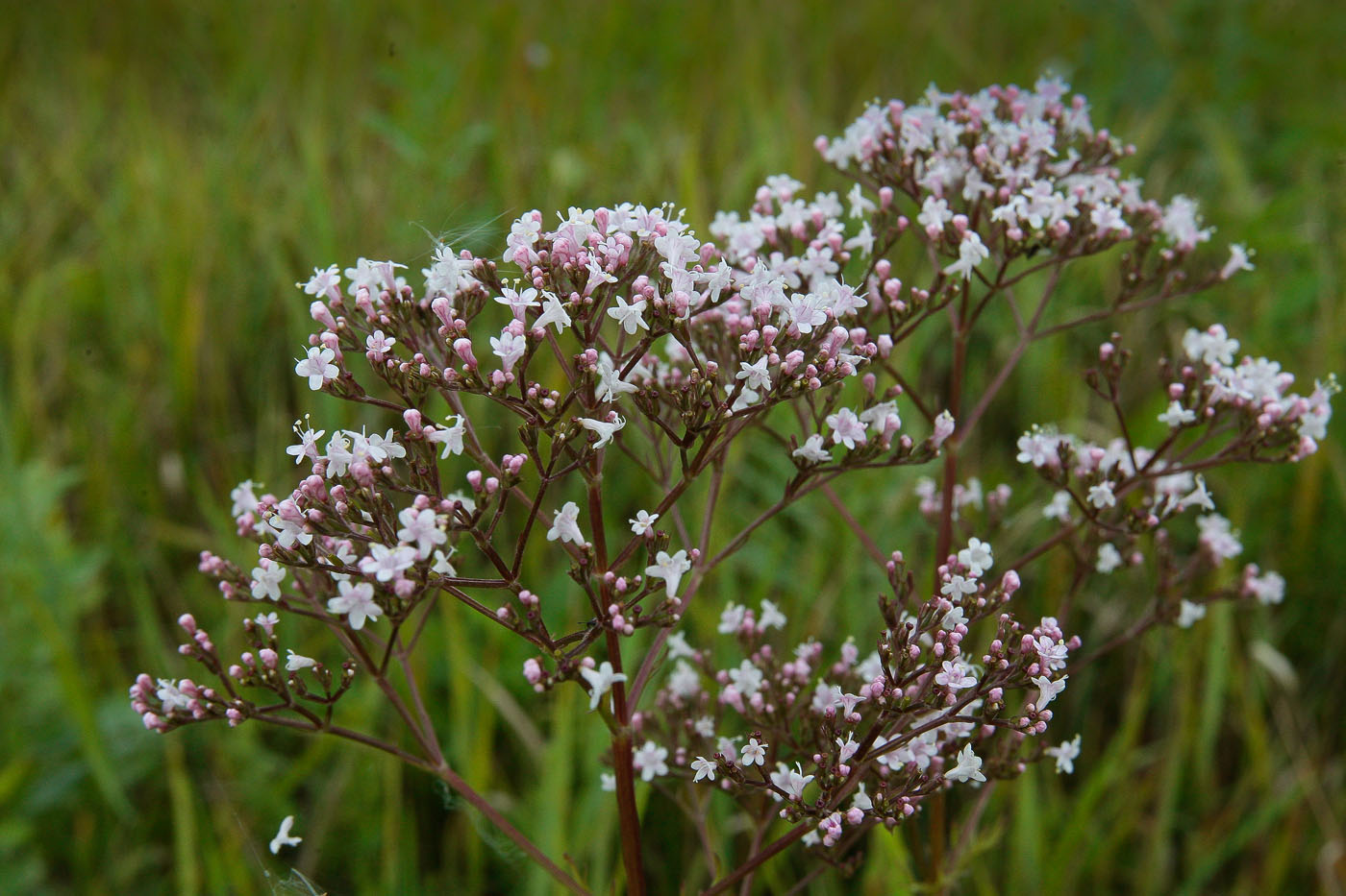 Image of Valeriana officinalis specimen.