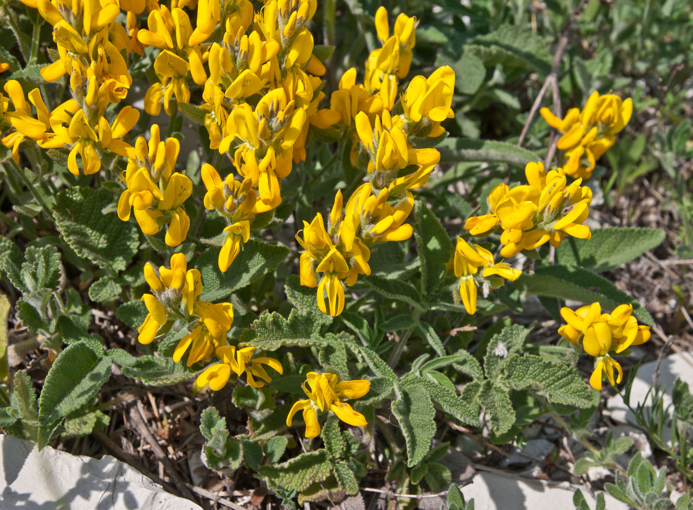 Image of Genista suanica specimen.