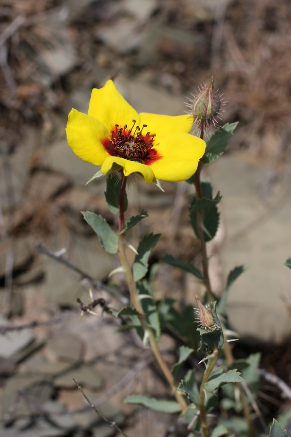 Image of Rosa persica specimen.