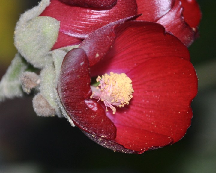 Изображение особи Phymosia umbellata.