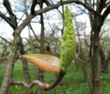Magnolia tripetala
