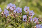 Geranium kemulariae