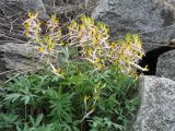 Corydalis ainae