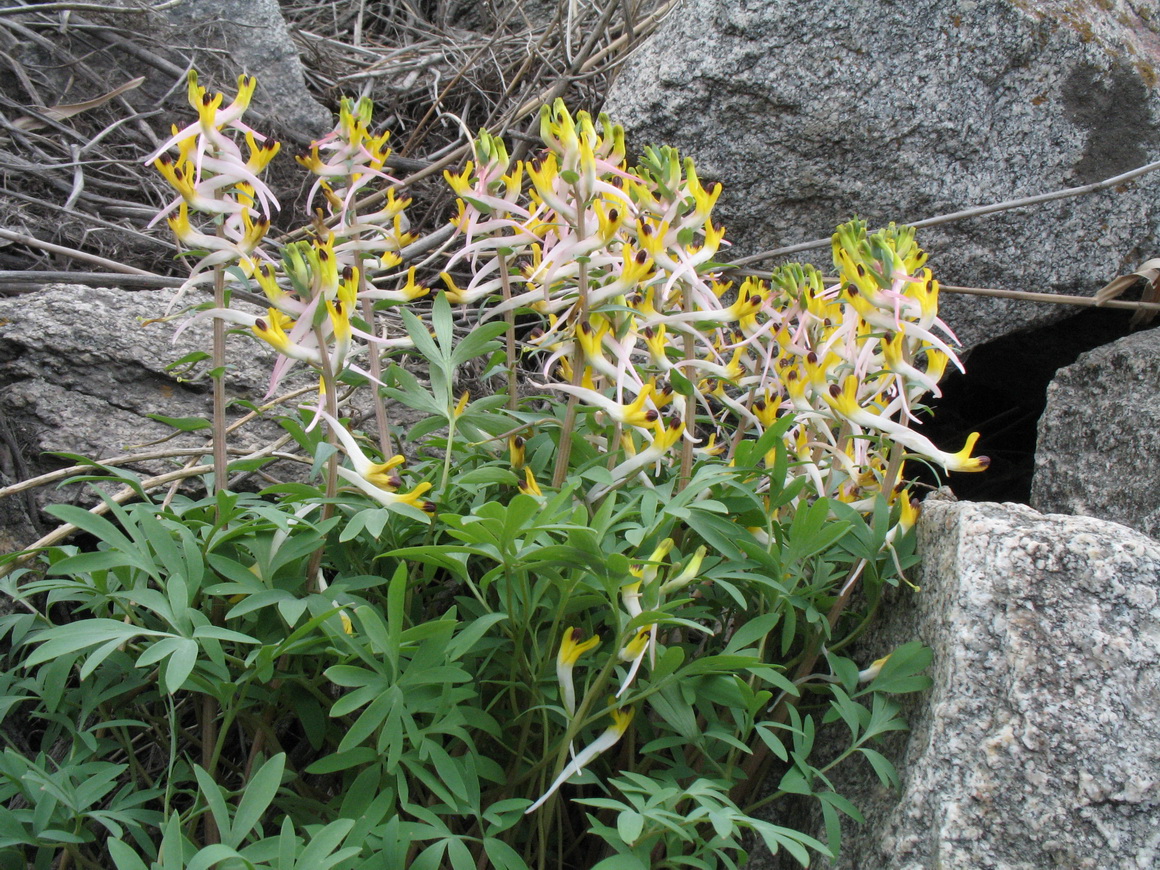 Изображение особи Corydalis ainae.