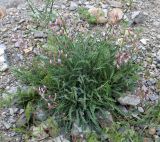 Astragalus velatus