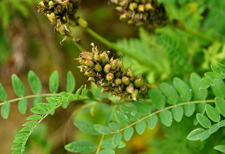 Изображение особи Astragalus uliginosus.