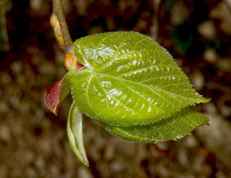 Изображение особи Tilia begoniifolia.