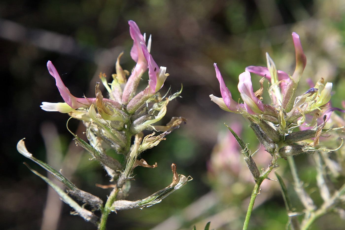 Изображение особи Astragalus variegatus.