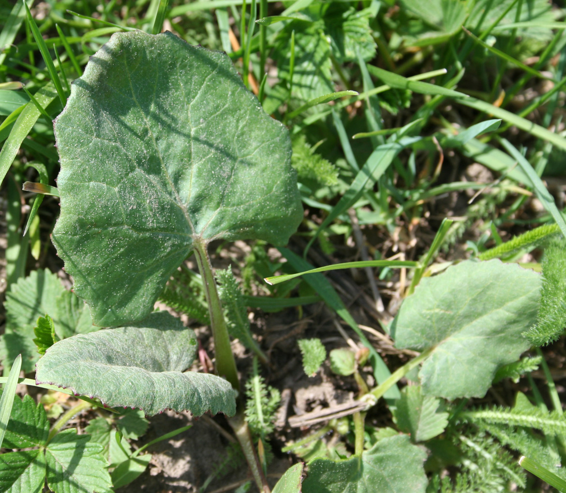 Image of Tussilago farfara specimen.