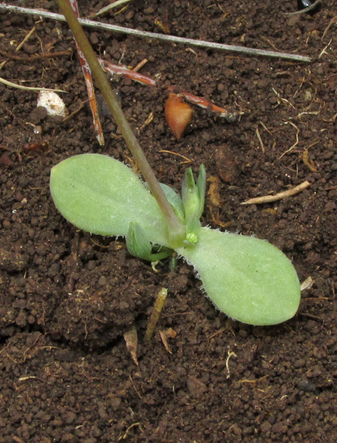 Image of Holosteum marginatum specimen.