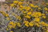 Senecio cineraria. Верхушки побегов с соцветиями. Италия, Саленто, к юго-востоку от г. Отранто, высокий берег моря, обочина грунтовой дороги. 11.06.2014.