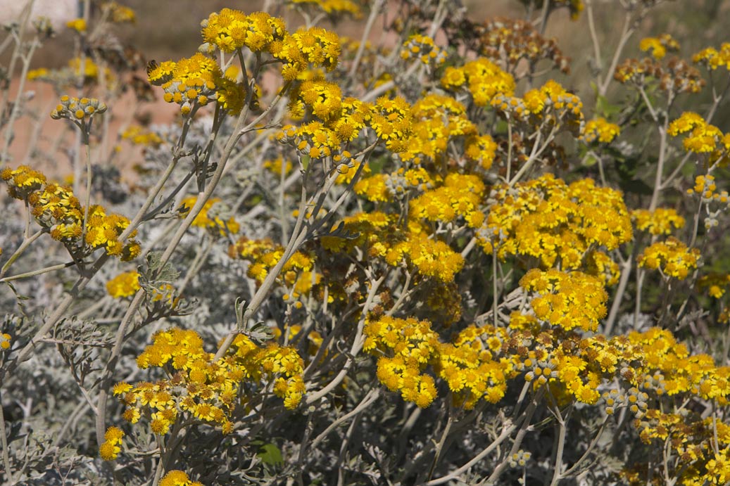 Изображение особи Senecio cineraria.