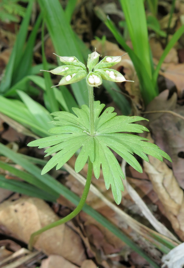 Изображение особи Eranthis stellata.