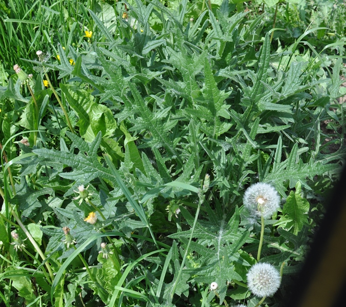 Изображение особи Cirsium vulgare.