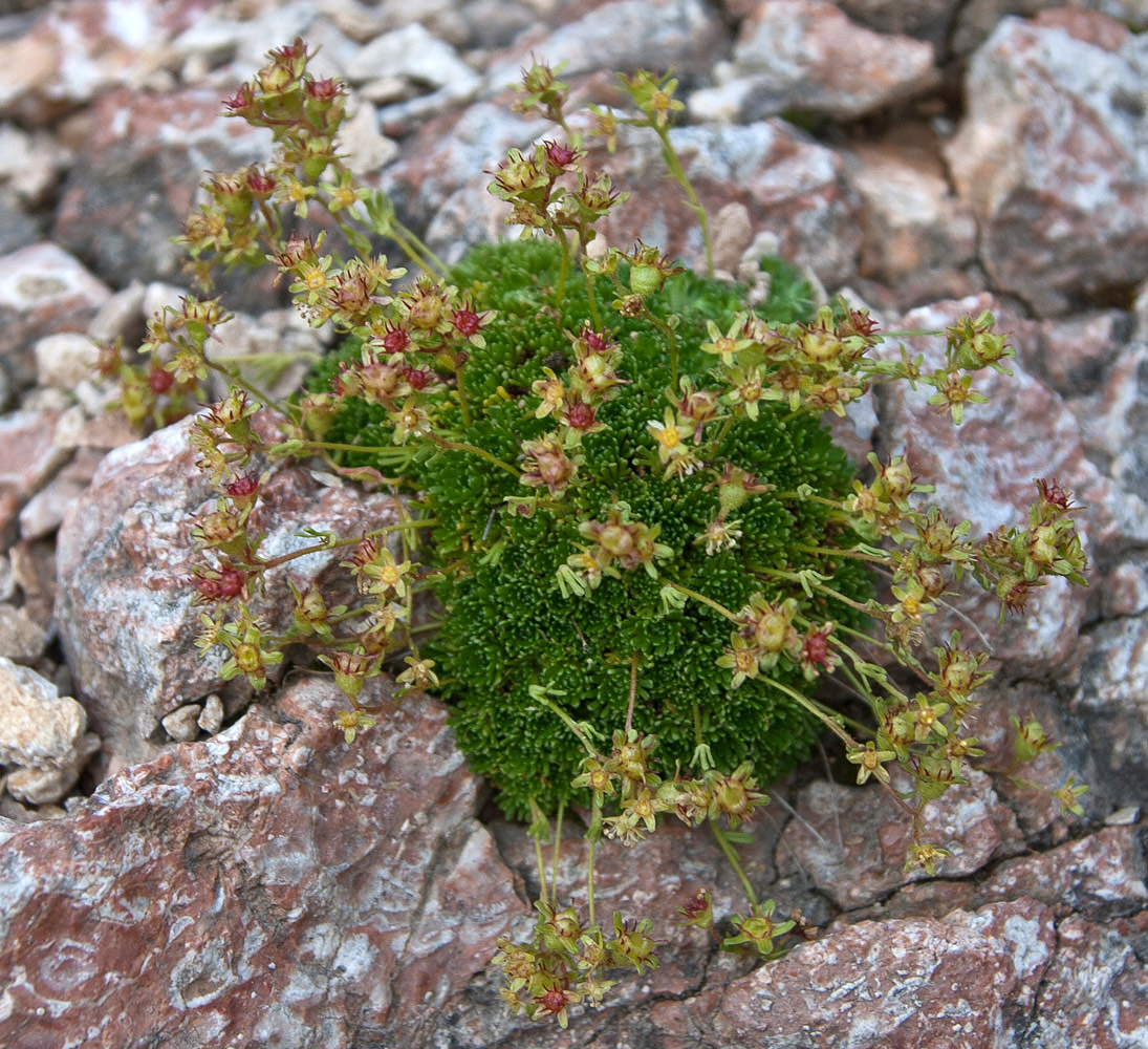 Изображение особи Saxifraga moschata.