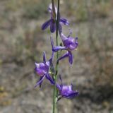 Delphinium persicum