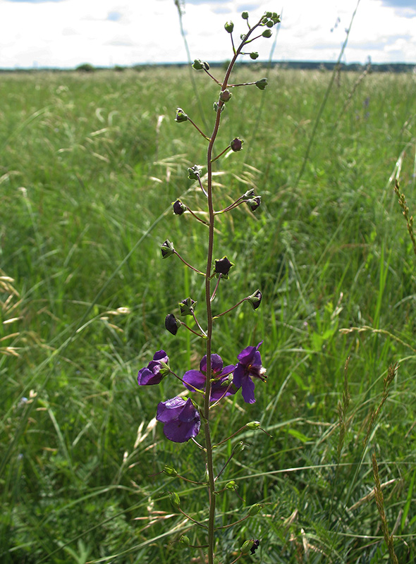 Изображение особи Verbascum phoeniceum.