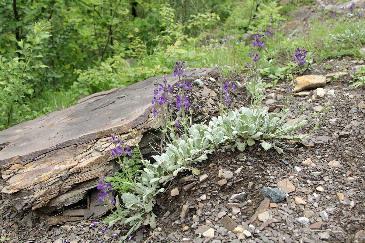 Изображение особи Salvia canescens.