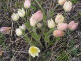 Pulsatilla orientali-sibirica. Цветущие растения. Республика Хакасия, Алтайский р-н, гора Самохвал. 11 мая 2008 г.