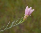 Convolvulus ammannii