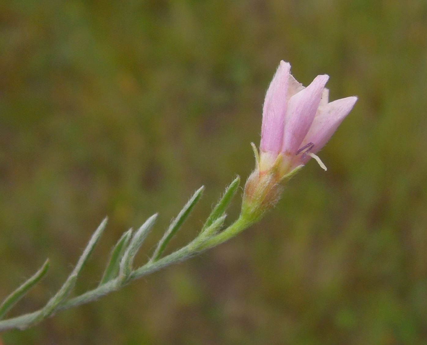 Image of Convolvulus ammannii specimen.