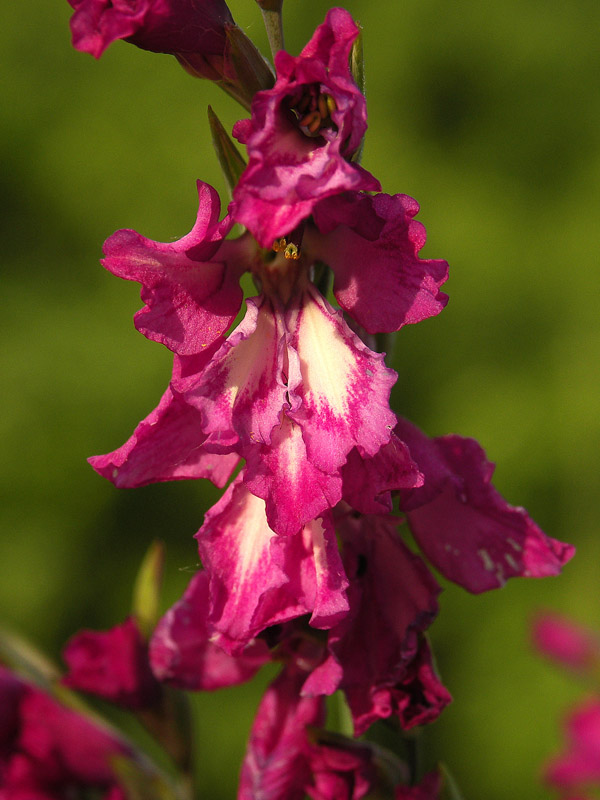 Изображение особи Gladiolus tenuis.