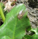 genus Taraxacum. Верхушка листа с поражением. Кабардино-Балкария, Эльбрусский р-н, долина р. Ирик, ок. 2700 м н.у.м. 14.07.2016.