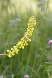 Verbascum nigrum