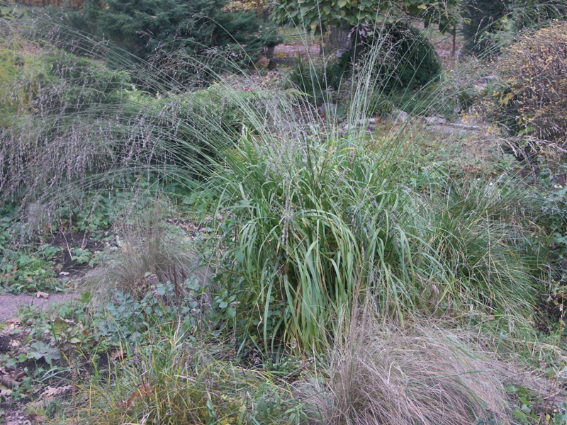Image of Molinia caerulea specimen.