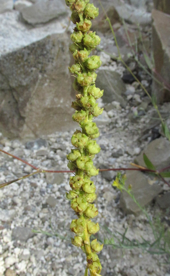 Изображение особи Reseda luteola.