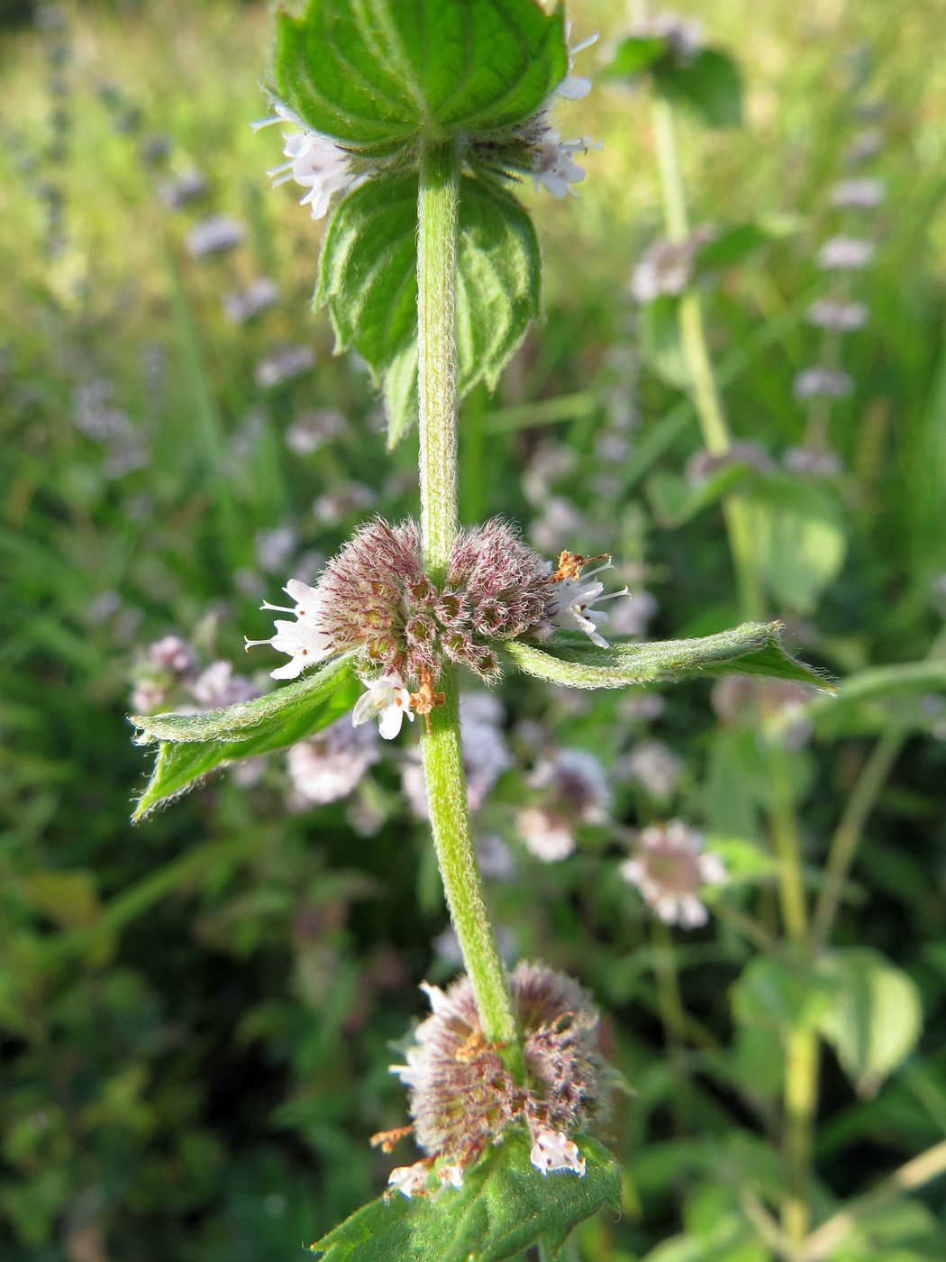 Image of Mentha &times; dalmatica specimen.