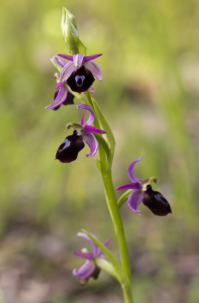 Изображение особи Ophrys ferrum-equinum.