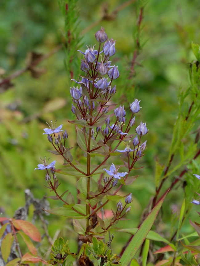 Image of Ophelia wilfordii specimen.